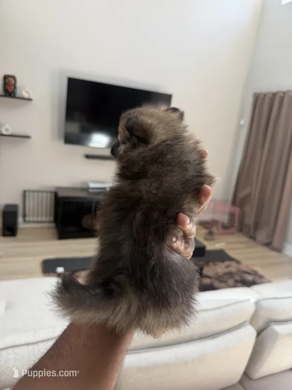 Kelly – Pomeranian puppy for sale in Houston, TX
