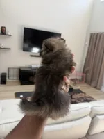 Kelly, a female Pomeranian for sale in Houston, TX – 1 of 5