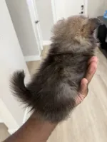 Kelly, a female Pomeranian for sale in Houston, TX – 5 of 5