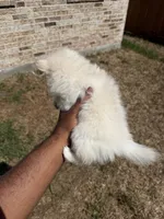 Brittany, a female Pomeranian for sale in Houston, TX – 3 of 6