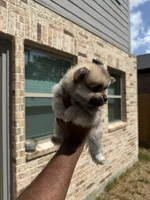 Chase, a male Pomeranian for sale in Houston, TX – 6 of 7