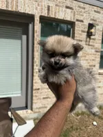 Chase, a male Pomeranian for sale in Houston, TX – 2 of 7