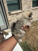 Chase, a male Pomeranian for sale in Houston, TX – 3 of 7