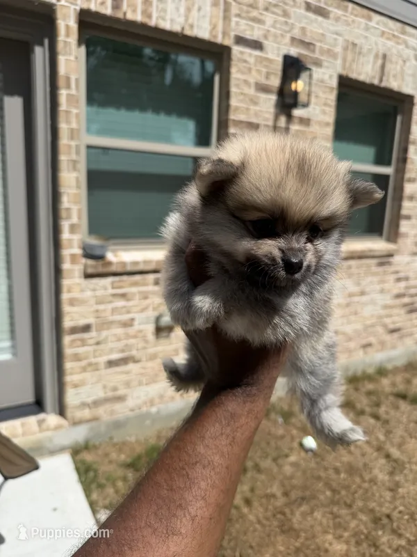 Chase – Pomeranian puppy for sale in Houston, TX