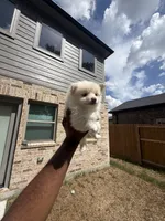 Brittany, a female Pomeranian for sale in Houston, TX – 5 of 6