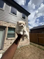 Brittany, a female Pomeranian for sale in Houston, TX – 6 of 6