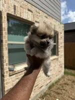 Chase, a male Pomeranian for sale in Houston, TX – 7 of 7
