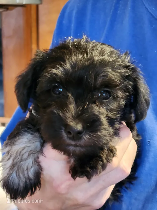 Mr. Gray – Miniature Schnauzer puppy for sale in Saint Elizabeth, MO