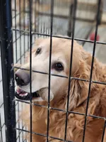 GILLY, a male Golden Retriever for sale in Saint Elizabeth, MO – Photo 2 of 3