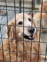 GILLY, a male Golden Retriever for sale in Saint Elizabeth, MO – Photo 1 of 3