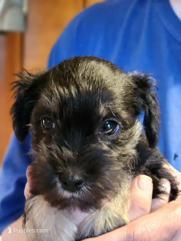 Mr. Teal – Miniature Schnauzer puppy for sale in Saint Elizabeth, MO