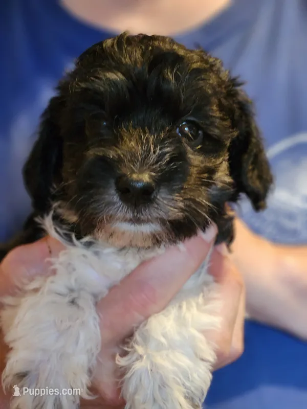 Pumpkin – Miniature Schnauzer puppy for sale in Saint Elizabeth, MO