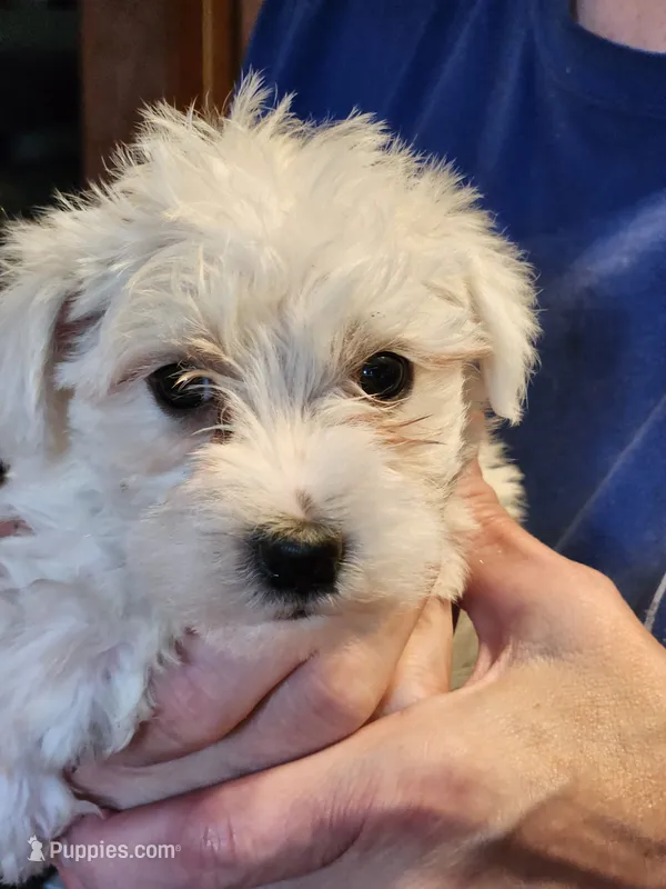 Mr. Green – Miniature Schnauzer puppy for sale in Saint Elizabeth, MO