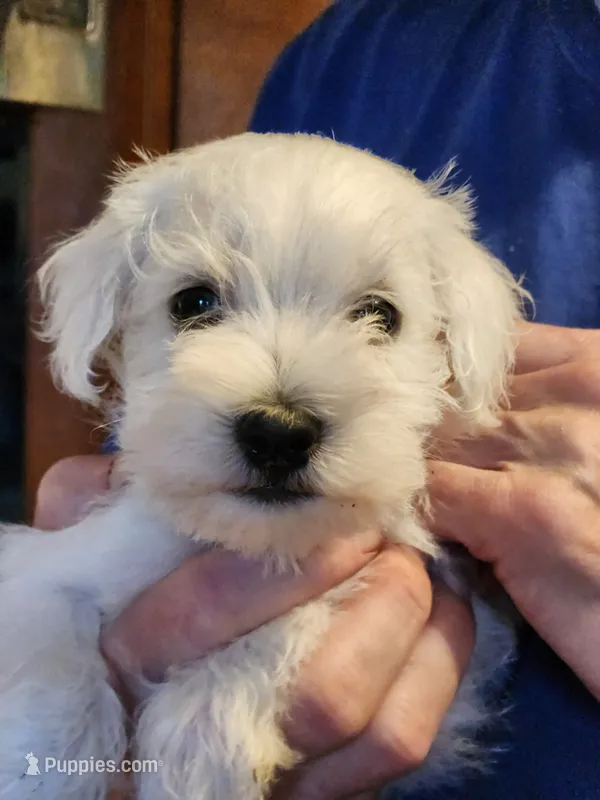 Mr. Purple – Miniature Schnauzer puppy for sale in Saint Elizabeth, MO