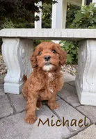 Michael, a male Goldendoodle and Miniature Goldendoodle for sale in Huntington, WV – 1 of 2