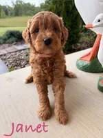 Janet, a female Goldendoodle and Miniature Goldendoodle for sale in Huntington, WV – 2 of 2