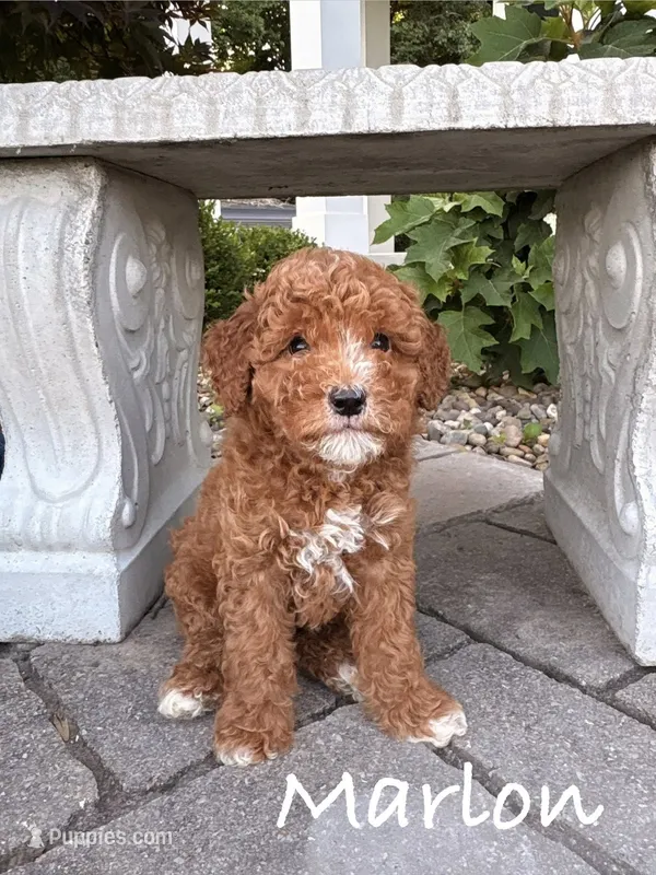 Marlon – Goldendoodle, Miniature Goldendoodle puppy for sale in Huntington, WV