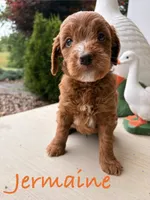 Jermaine, a male Goldendoodle and Miniature Goldendoodle for sale in Huntington, WV – 2 of 2