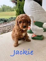 Jackie, a male Goldendoodle and Miniature Goldendoodle for sale in Huntington, WV – 2 of 2