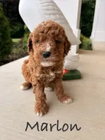 Marlon, a male Goldendoodle and Miniature Goldendoodle for sale in Huntington, WV – 2 of 2