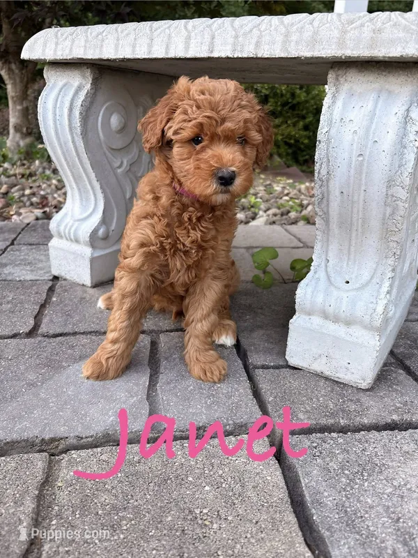 Janet – Goldendoodle, Miniature Goldendoodle puppy for sale in Huntington, WV
