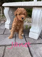 Janet, a female Goldendoodle and Miniature Goldendoodle for sale in Huntington, WV – 1 of 2