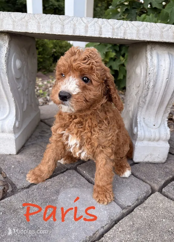 Paris – Goldendoodle, Miniature Goldendoodle puppy for sale in Huntington, WV