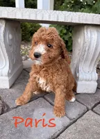 Paris, a female Goldendoodle and Miniature Goldendoodle for sale in Huntington, WV – 1 of 2