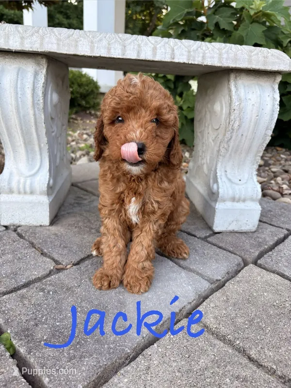 Jackie – Goldendoodle, Miniature Goldendoodle puppy for sale in Huntington, WV