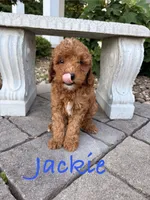 Jackie, a male Goldendoodle and Miniature Goldendoodle for sale in Huntington, WV – 1 of 2