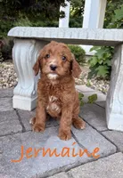 Jermaine, a male Goldendoodle and Miniature Goldendoodle for sale in Huntington, WV – 1 of 2