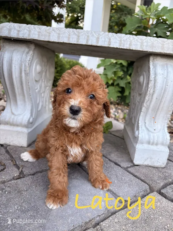 LaToya – Goldendoodle, Miniature Goldendoodle puppy for sale in Huntington, WV