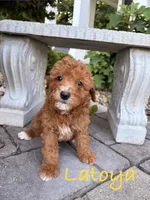 LaToya, a female Goldendoodle and Miniature Goldendoodle for sale in Huntington, WV – 1 of 2