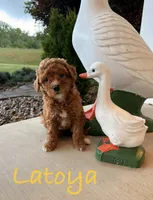LaToya, a female Goldendoodle and Miniature Goldendoodle for sale in Huntington, WV – 2 of 2