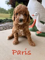 Paris, a female Goldendoodle and Miniature Goldendoodle for sale in Huntington, WV – 2 of 2