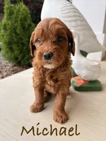 Michael, a male Goldendoodle and Miniature Goldendoodle for sale in Huntington, WV – 2 of 2