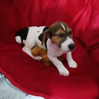 Tiger, a male Jack Russell Terrier for sale in Eclectic, AL – Photo 2 of 5