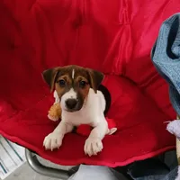 Tiger, a male Jack Russell Terrier for sale in Eclectic, AL – Photo 5 of 5