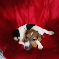 Tiger, a male Jack Russell Terrier for sale in Eclectic, AL – Photo 1 of 5