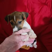 Tiger, a male Jack Russell Terrier for sale in Eclectic, AL – Photo 4 of 5