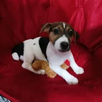 Tiger, a male Jack Russell Terrier for sale in Eclectic, AL – Photo 3 of 5