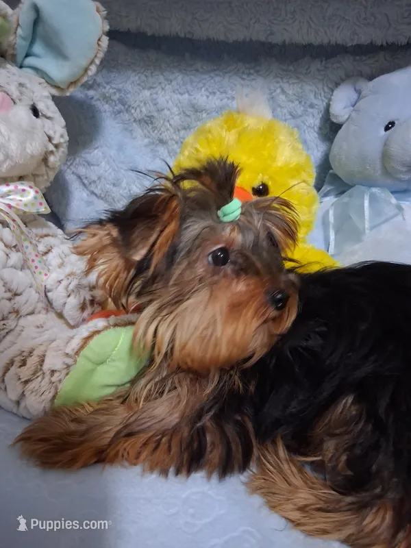 BLOSSUM – Yorkshire Terrier puppy for sale in Eclectic, AL