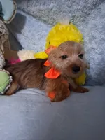 Jacks, a male Jack Russell Terrier and Yorkshire Terrier for sale in Eclectic, AL – 4 of 6