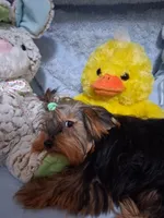 BLOSSUM, a female Yorkshire Terrier for sale in Eclectic, AL – 6 of 6