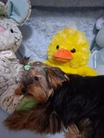 BLOSSUM, a female Yorkshire Terrier for sale in Eclectic, AL – 3 of 6