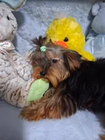 BLOSSUM, a female Yorkshire Terrier for sale in Eclectic, AL – 2 of 6