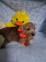 Jacks, a male Jack Russell Terrier and Yorkshire Terrier for sale in Eclectic, AL – 6 of 6