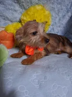 Jacks, a male Jack Russell Terrier and Yorkshire Terrier for sale in Eclectic, AL – 2 of 6