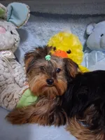 BLOSSUM, a female Yorkshire Terrier for sale in Eclectic, AL – 4 of 6