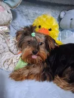 BLOSSUM, a female Yorkshire Terrier for sale in Eclectic, AL – 5 of 6